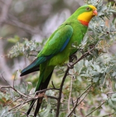Polytelis swainsonii (Superb Parrot) at Federal Golf Course - 26 Nov 2019 by LisaH