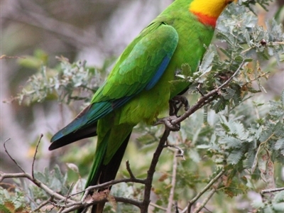 Polytelis swainsonii (Superb Parrot) at Hughes, ACT - 26 Nov 2019 by LisaH