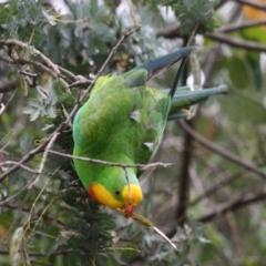 Polytelis swainsonii at Hughes, ACT - suppressed