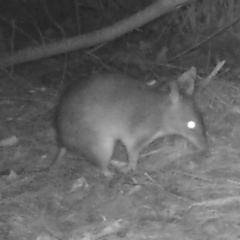 Perameles nasuta (Long-nosed Bandicoot) at Bodalla State Forest - 29 Oct 2019 by TreeHopper