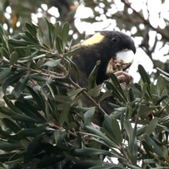 Zanda funerea (Yellow-tailed Black-Cockatoo) at Guerilla Bay, NSW - 16 Nov 2019 by jb2602