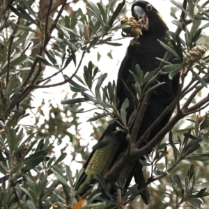 Zanda funerea at Guerilla Bay, NSW - 16 Nov 2019