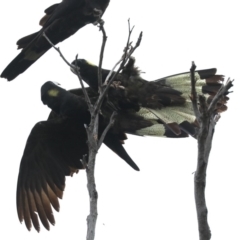Zanda funerea at Guerilla Bay, NSW - 16 Nov 2019 03:49 PM