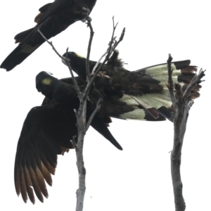 Zanda funerea at Guerilla Bay, NSW - 16 Nov 2019 03:49 PM