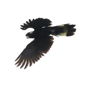 Zanda funerea at Guerilla Bay, NSW - 16 Nov 2019 03:49 PM