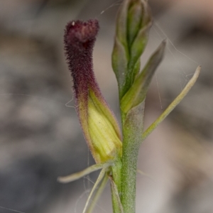 Cryptostylis hunteriana at Kioloa, NSW - 24 Nov 2019