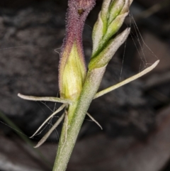 Cryptostylis hunteriana at Kioloa, NSW - 24 Nov 2019