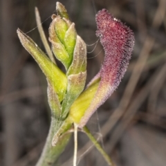 Cryptostylis hunteriana at Kioloa, NSW - suppressed