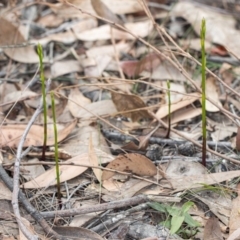 Cryptostylis hunteriana at Kioloa, NSW - 24 Nov 2019