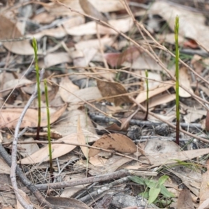 Cryptostylis hunteriana at Kioloa, NSW - suppressed