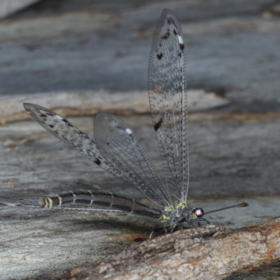 Bandidus canifrons (An Antlion Lacewing) at Ainslie, ACT - 20 Nov 2019 by jbromilow50