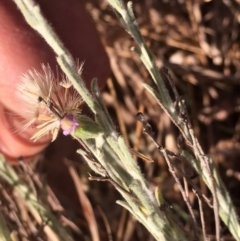 Vittadinia gracilis (New Holland Daisy) at Griffith, ACT - 25 Nov 2019 by AlexKirk