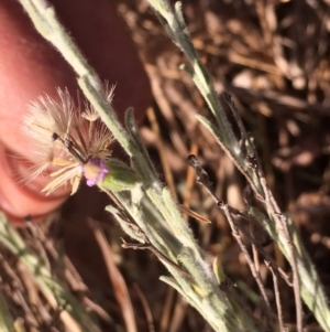 Vittadinia gracilis at Griffith, ACT - 25 Nov 2019 05:52 PM