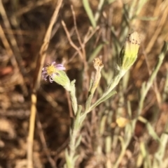 Vittadinia gracilis at Griffith, ACT - 25 Nov 2019