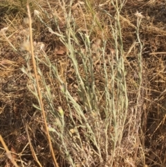 Vittadinia gracilis at Griffith, ACT - 25 Nov 2019