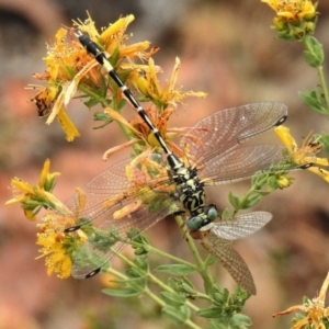 Austrogomphus cornutus at Stromlo, ACT - 26 Nov 2019