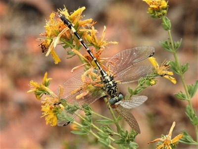 Austrogomphus cornutus (Unicorn Hunter) at Stromlo, ACT - 26 Nov 2019 by JohnBundock