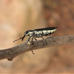 Rhinotia sp. (genus) (Unidentified Rhinotia weevil) at Coree, ACT - 26 Nov 2019 by JohnBundock