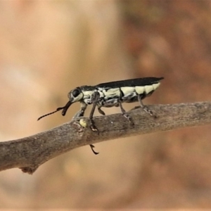 Rhinotia sp. (genus) at Coree, ACT - 26 Nov 2019