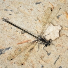 Austroargiolestes icteromelas (Common Flatwing) at Strathnairn, ACT - 25 Nov 2019 by JohnBundock