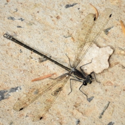 Austroargiolestes icteromelas (Common Flatwing) at Woodstock Nature Reserve - 25 Nov 2019 by JohnBundock