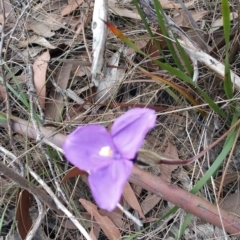 Patersonia sericea (silky purple-flag) at Wingecarribee Local Government Area - 30 Sep 2019 by Janh