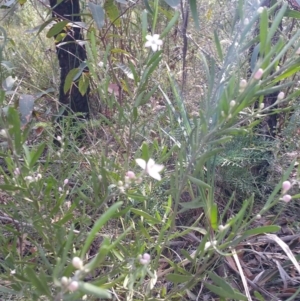 Philotheca myoporoides at Wingecarribee Local Government Area - 30 Sep 2019