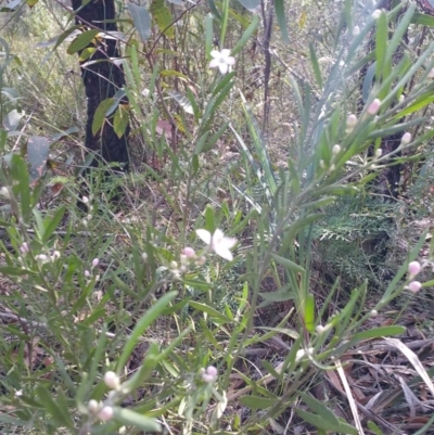 Philotheca myoporoides (Long-leaf Wax-Flower) at Wingecarribee Local Government Area - 30 Sep 2019 by Janh