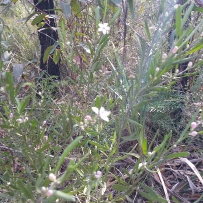 Philotheca myoporoides (Long-leaf Wax-Flower) at Wingecarribee Local Government Area - 29 Sep 2019 by Janh