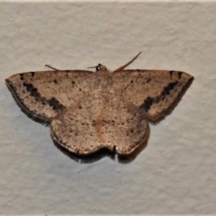 Taxeotis intextata (Looper Moth, Grey Taxeotis) at Wanniassa, ACT - 25 Nov 2019 by JohnBundock