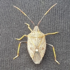 Poecilometis strigatus (Gum Tree Shield Bug) at Yerrinbool - 26 Nov 2019 by Thelma