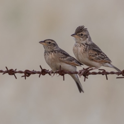 Mirafra javanica (Singing Bushlark) at Molonglo Valley, ACT - 17 Nov 2019 by rawshorty