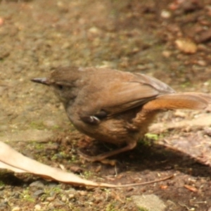 Sericornis frontalis at Acton, ACT - 26 Nov 2019