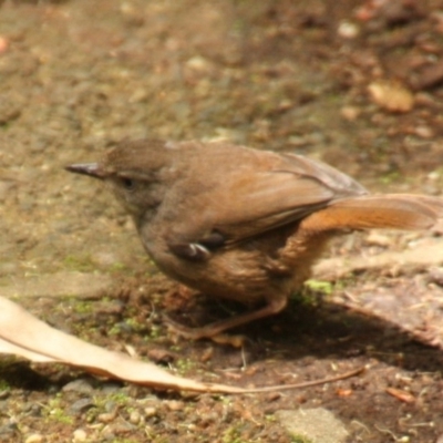 Sericornis frontalis (White-browed Scrubwren) at ANBG - 26 Nov 2019 by DonLimn