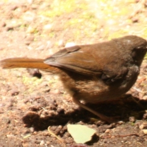 Sericornis frontalis at Acton, ACT - 26 Nov 2019