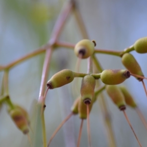 Amyema miquelii at Wamboin, NSW - 29 Sep 2019