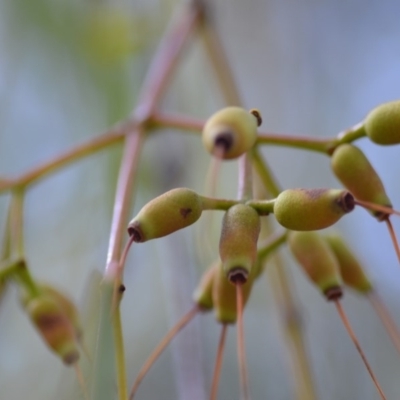 Amyema miquelii (Box Mistletoe) at Wamboin, NSW - 29 Sep 2019 by natureguy