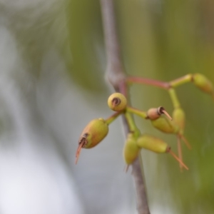 Amyema miquelii at Wamboin, NSW - 29 Sep 2019