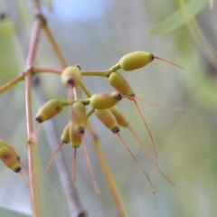 Amyema miquelii at Wamboin, NSW - 29 Sep 2019 01:44 PM