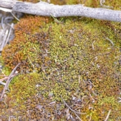 Pottiaceae (family) (A moss) at QPRC LGA - 29 Sep 2019 by natureguy