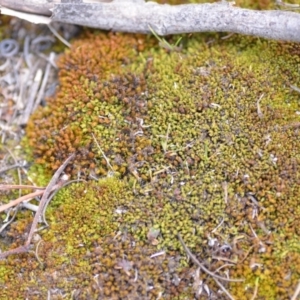 Pottiaceae (family) at Wamboin, NSW - 29 Sep 2019 01:46 PM