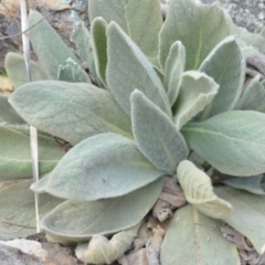 Verbascum thapsus subsp. thapsus (Great Mullein, Aaron's Rod) at Wamboin, NSW - 29 Sep 2019 by natureguy