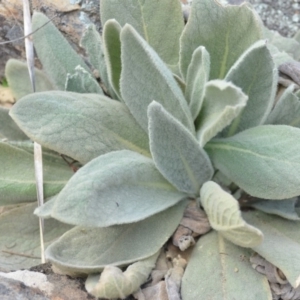 Verbascum thapsus subsp. thapsus at Wamboin, NSW - 29 Sep 2019 01:48 PM