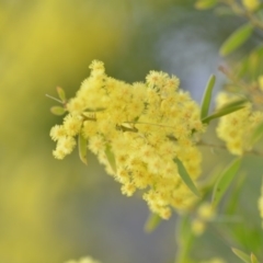 Acacia fimbriata (Fringed Wattle) at Wamboin, NSW - 29 Sep 2019 by natureguy