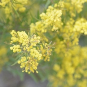 Acacia fimbriata at Wamboin, NSW - 29 Sep 2019