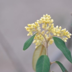 Pomaderris intermedia (Golden Pomaderris) at Wamboin, NSW - 29 Sep 2019 by natureguy