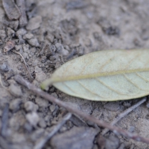 Pomaderris intermedia at Wamboin, NSW - 29 Sep 2019 01:52 PM