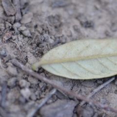 Pomaderris intermedia at Wamboin, NSW - 29 Sep 2019