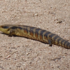 Tiliqua scincoides scincoides (Eastern Blue-tongue) at Jerrabomberra Wetlands - 31 Oct 2019 by Christine