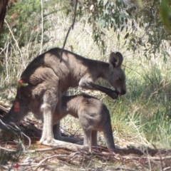 Macropus giganteus (Eastern Grey Kangaroo) at Jerrabomberra Wetlands - 31 Oct 2019 by Christine